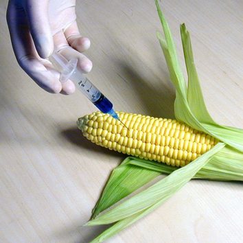 ГМО кукуруза