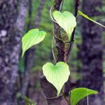 Сердца в природе. Растения