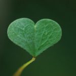 Сердца в природе. Растения