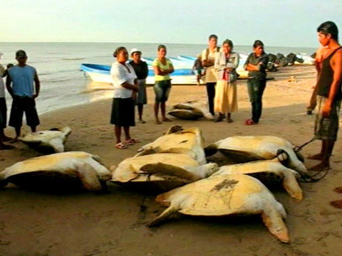 Редких морских черепах десятками незаконно вылавливают в Никарагуа