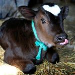 Корова с пятном в форме сердца