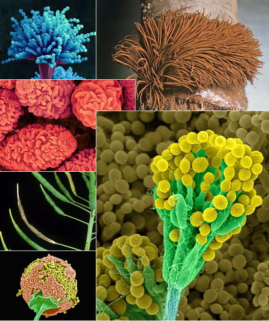 Плесень и грибы под микроскопом