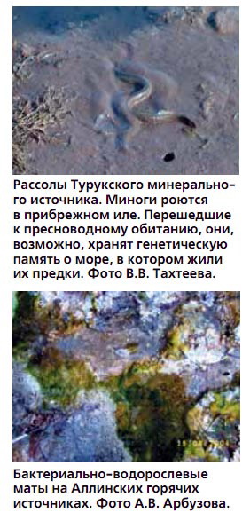Рассолы Турукского минерального источника. Бактериально-водорослевые маты на Аллинских горячих источниках