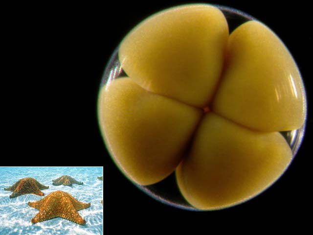Эмбрион морской звезды